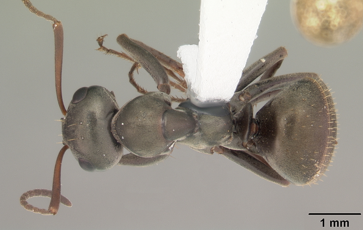 Formica subsericea Top-down view