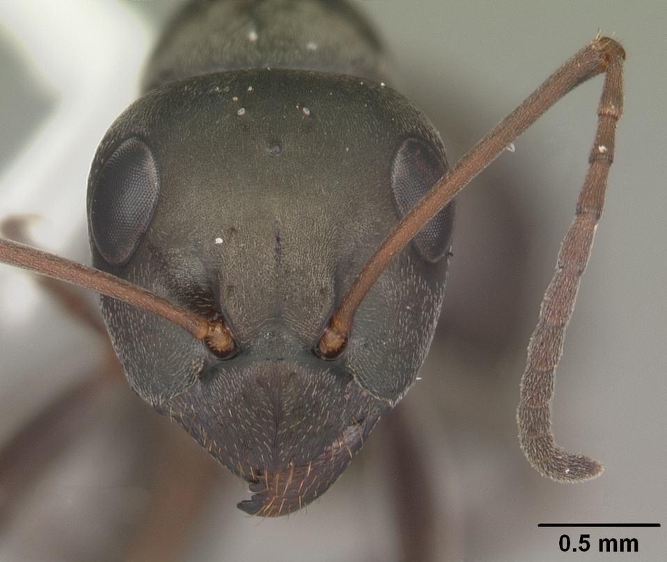 Formica subsericea Frontal view