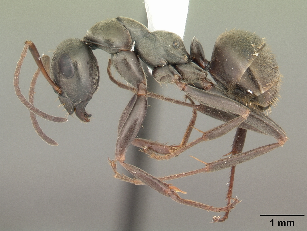 Formica subsericea Profile view
