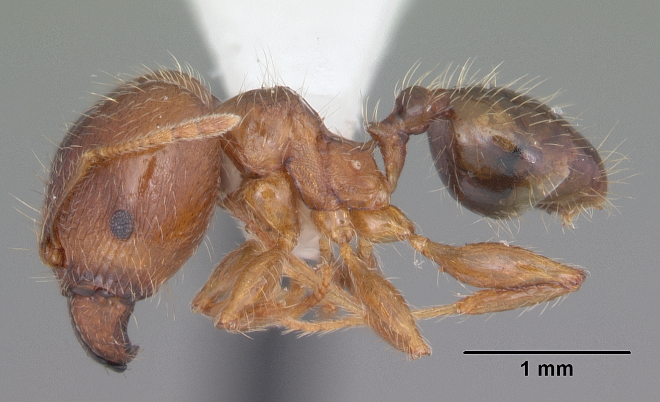 Pheidole megacephala Profile view