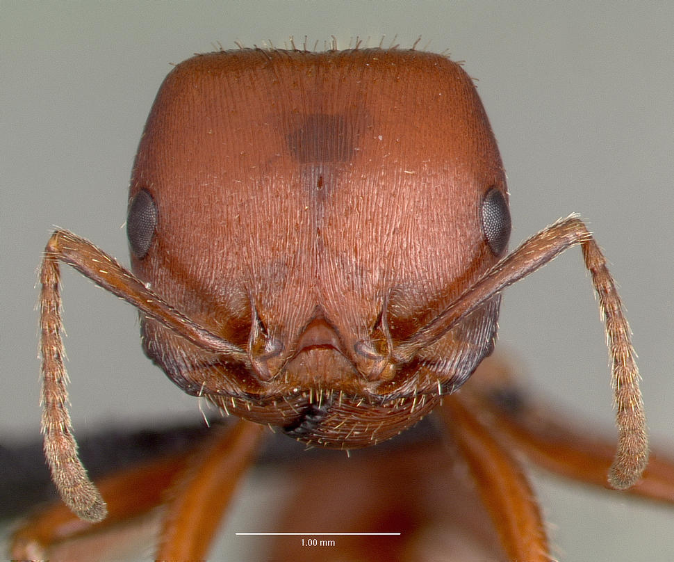 Pogonomyrmex barbatus Frontal view