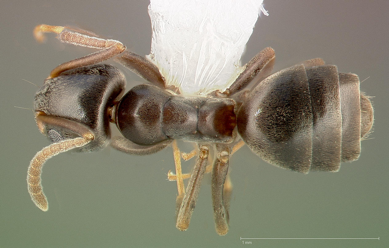Tapinoma sessile Top-down view