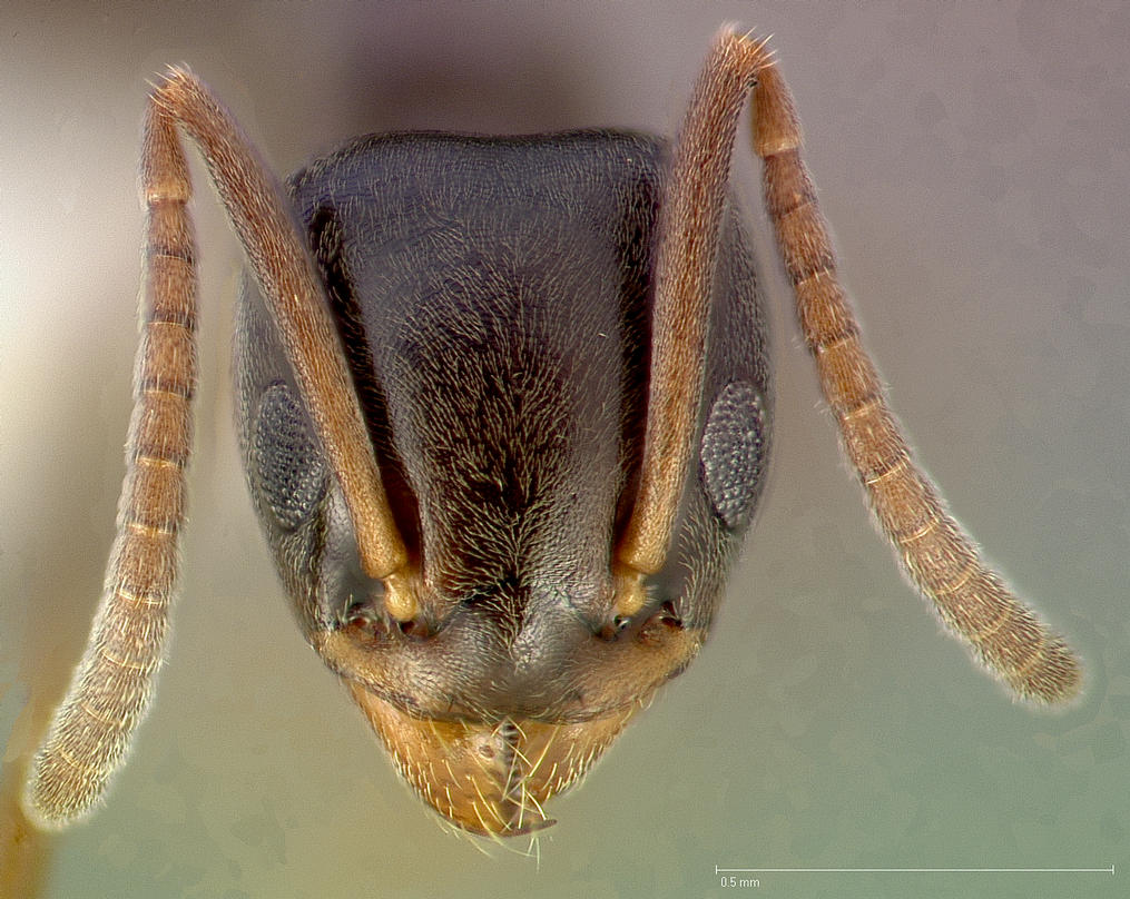 Tapinoma sessile Frontal view