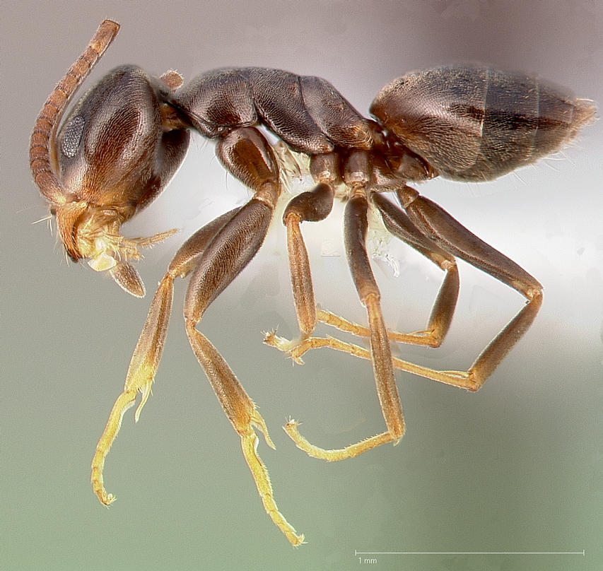 Tapinoma sessile Profile view