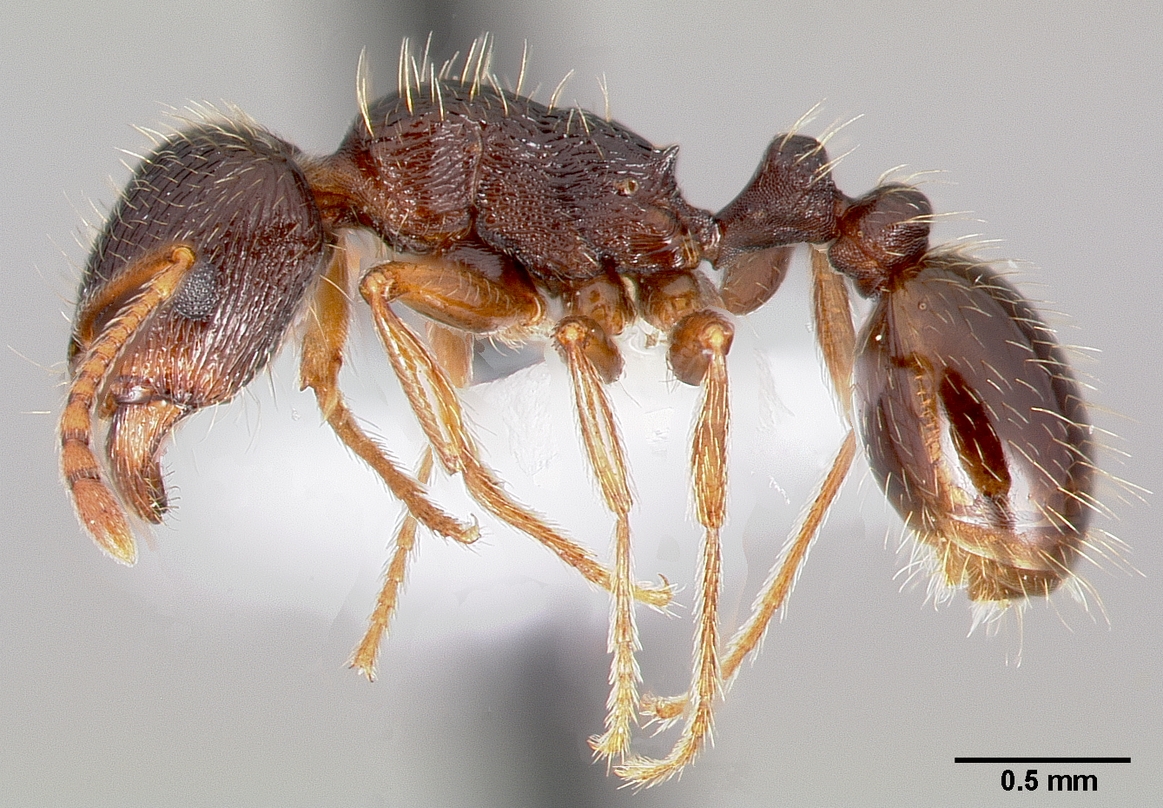 Tetramorium immigrans Profile view