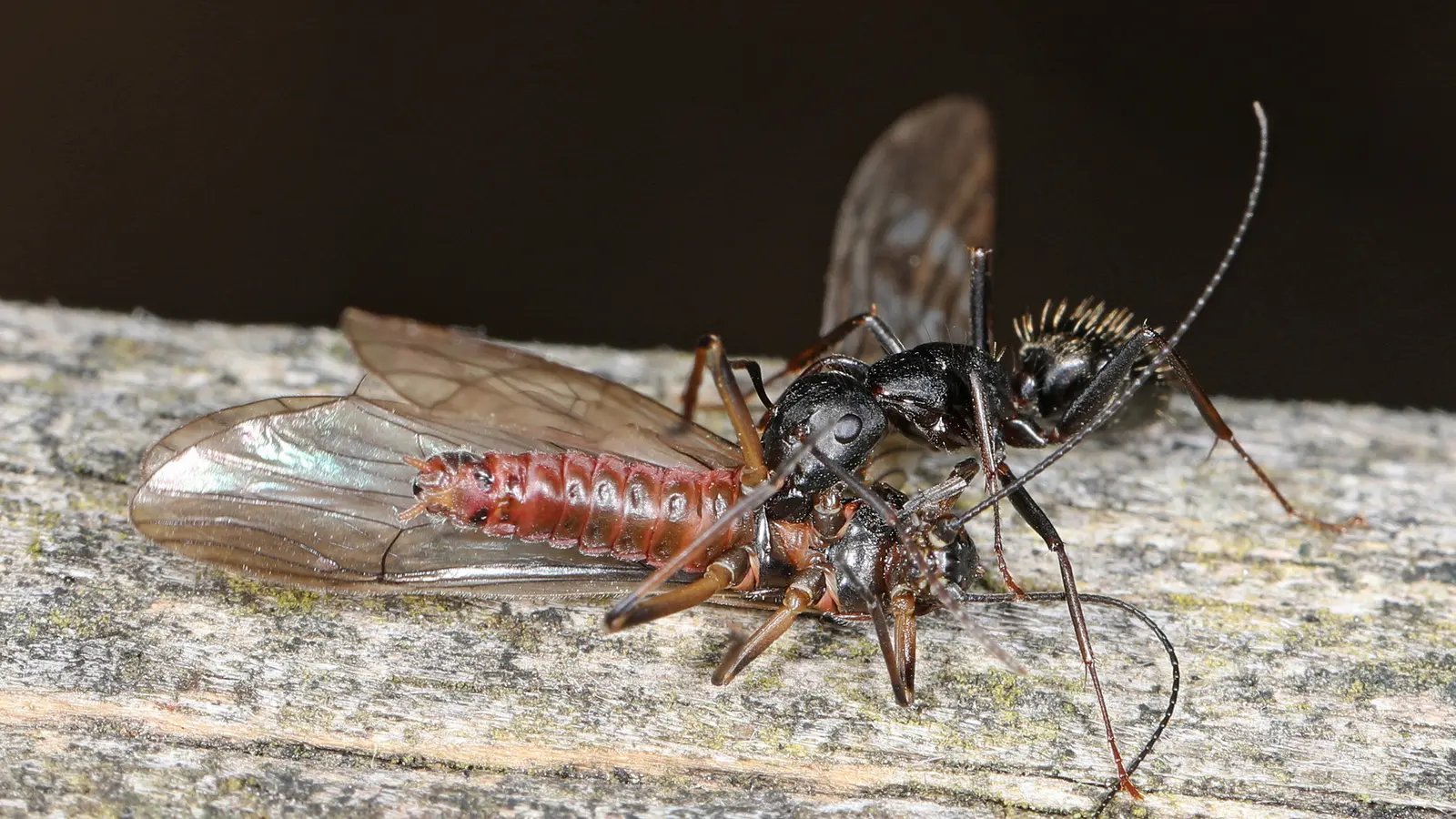 Eastern Black Carpenter Ant (Camponotus pennsylvanicus)