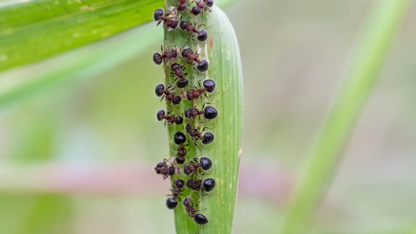 Acrobat Ant (Crematogaster cerasi)