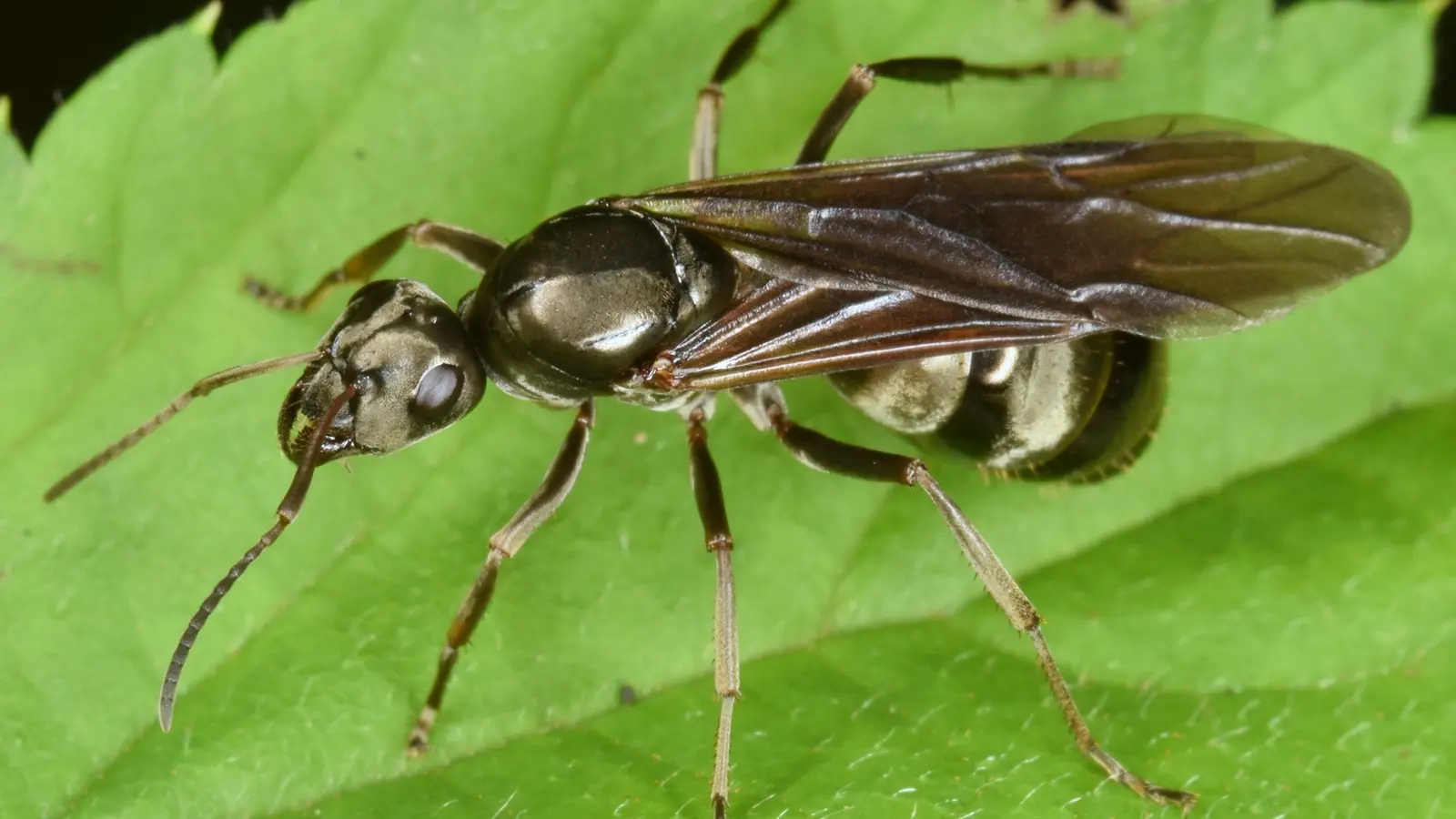 Silky Field Ant (Formica subsericea)