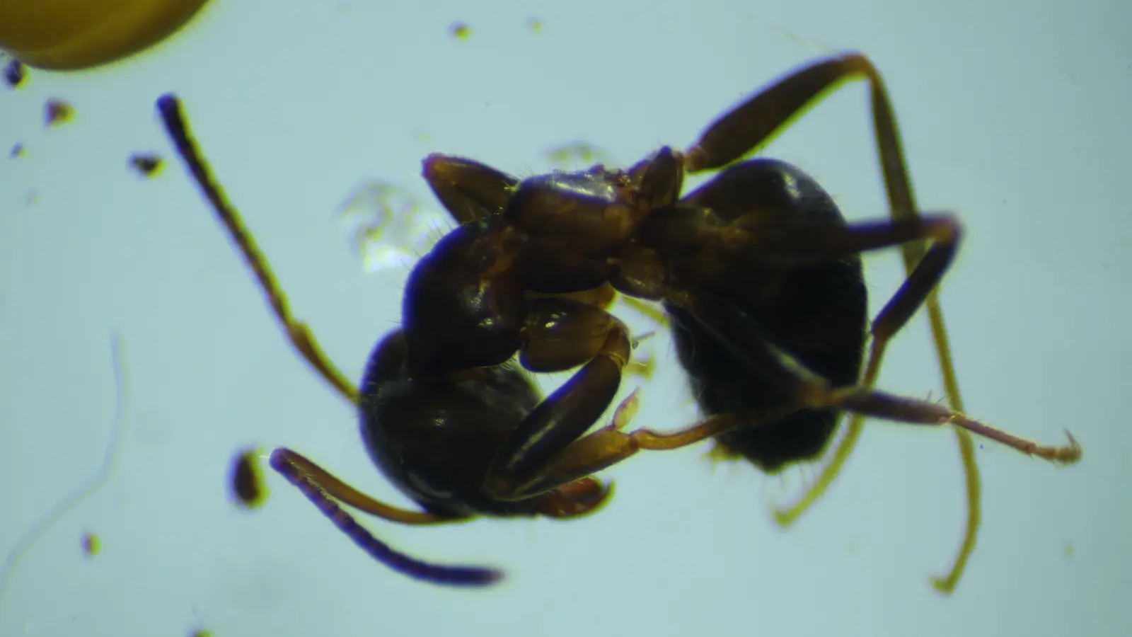 Common Black Garden Ant (Lasius niger)