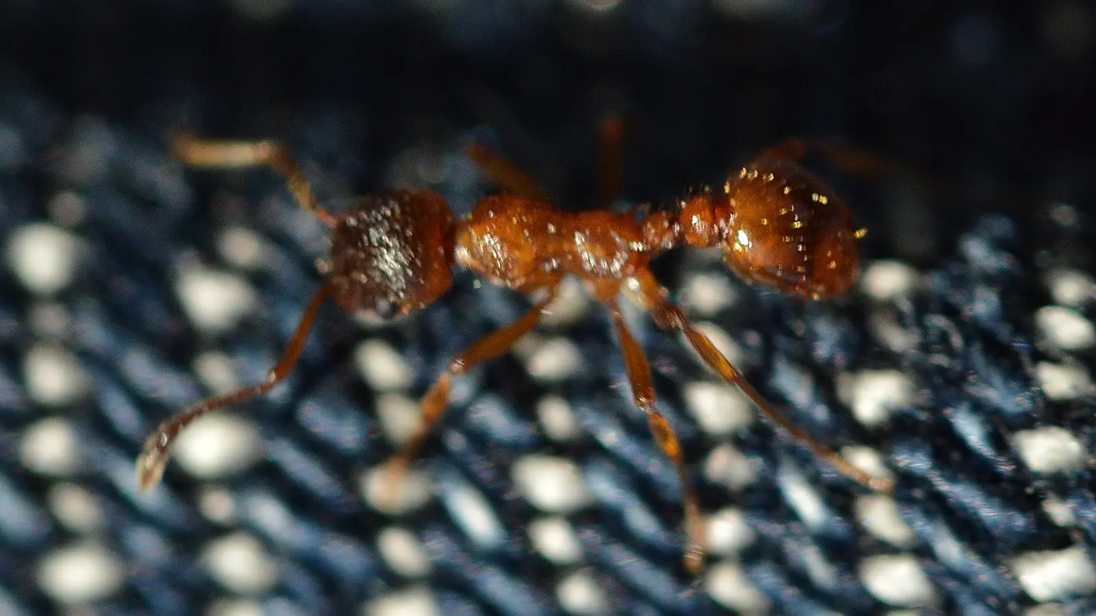 European Fire Ant (Myrmica rubra)
