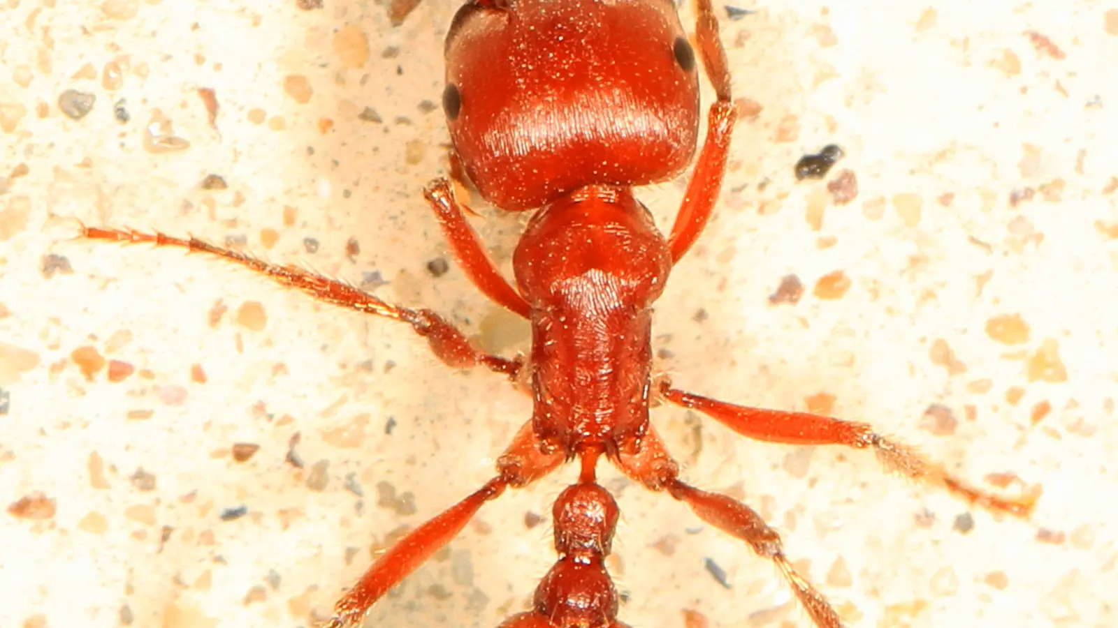 Red Harvester Ant (Pogonomyrmex barbatus)