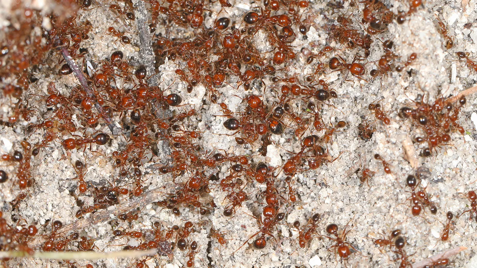 Red Imported Fire Ant (Solenopsis invicta)