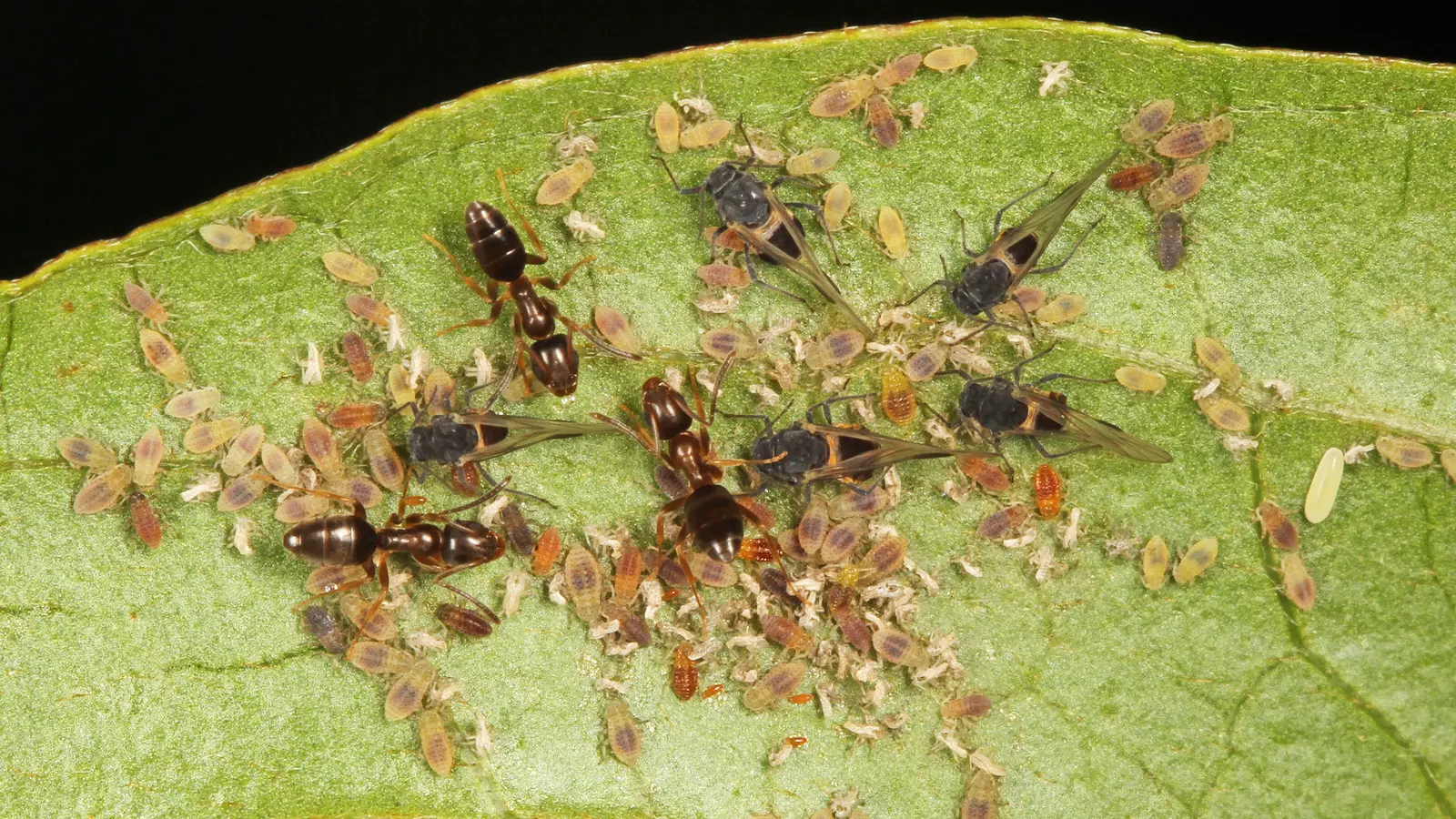 Odorous House Ant (Tapinoma sessile)