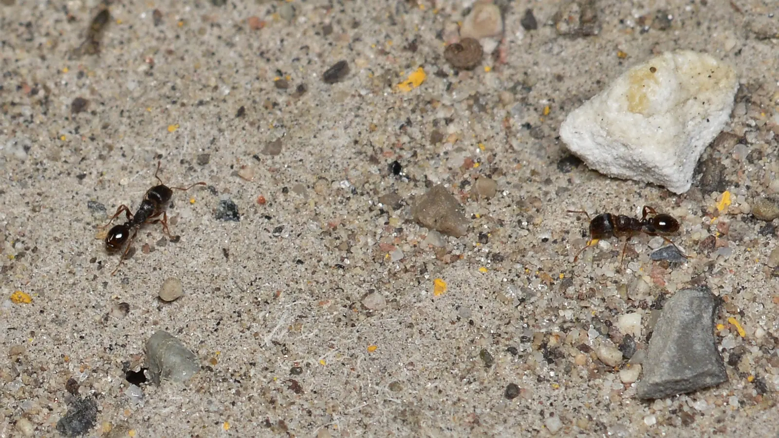 Pavement Ant (Tetramorium immigrans)